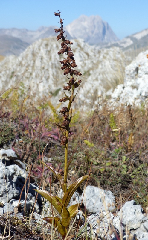 Epipactis da classificare: Campo Imperatore (AQ) luglio 2023.